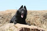 SCHIPPERKE 058